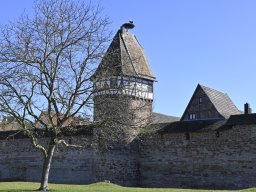 20250318-Planetenweg-008-Störche