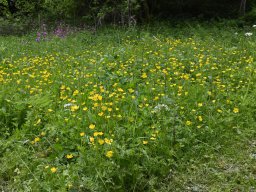 20250527-Monbachtal-004-6606