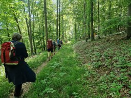 202505-Riespanoramaweg-0730-Tag3-WaldBeiMönchsdeggingen