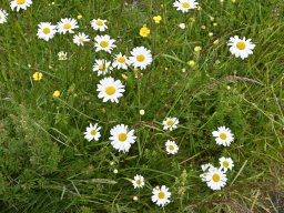 20250525-KarlsruherGrat-030-6594