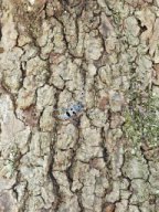 20250705-Rossfels-004