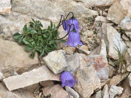 202508-alpenuberquerung-1310j-tag03